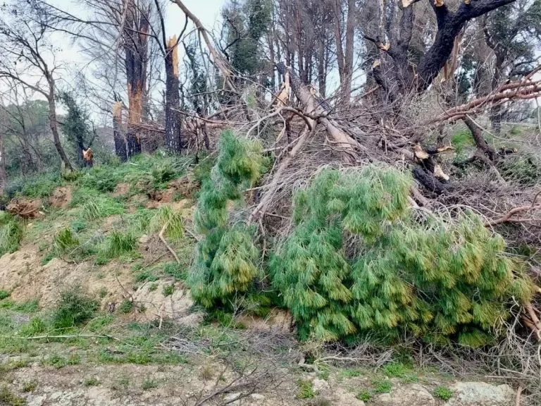 maltempo forte vento gerace danni