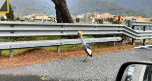 messina gru coronata