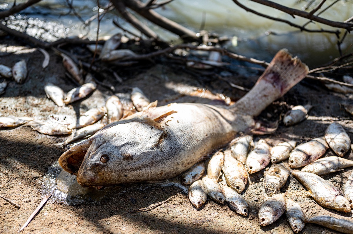 moria pesci australia