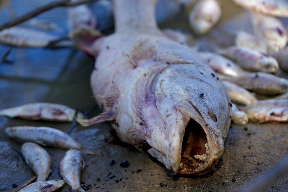 moria pesci australia caldo