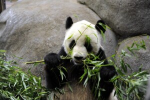 panda ya ya memphis cina