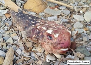 Pesce Istrice spiaggiato sulle coste laziali