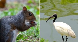 scoiattolo grigio ibis sacro