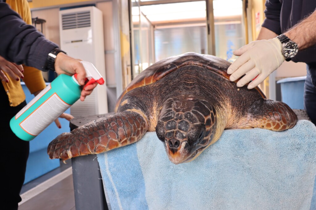 tartarughe caretta caretta salvate