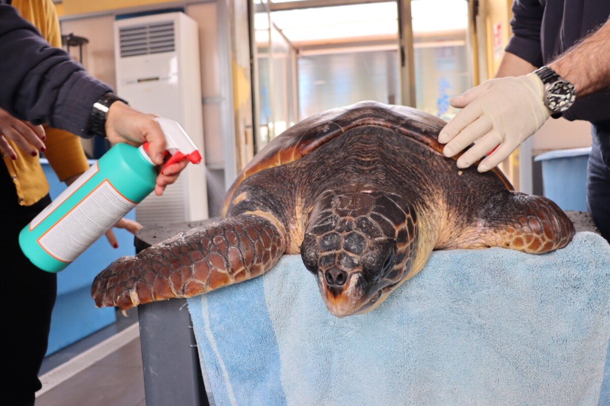 Liberate Osimhen e Fast, due tartarughe Caretta caretta curate presso la Stazione Zoologica Anton Dohrn | FOTO