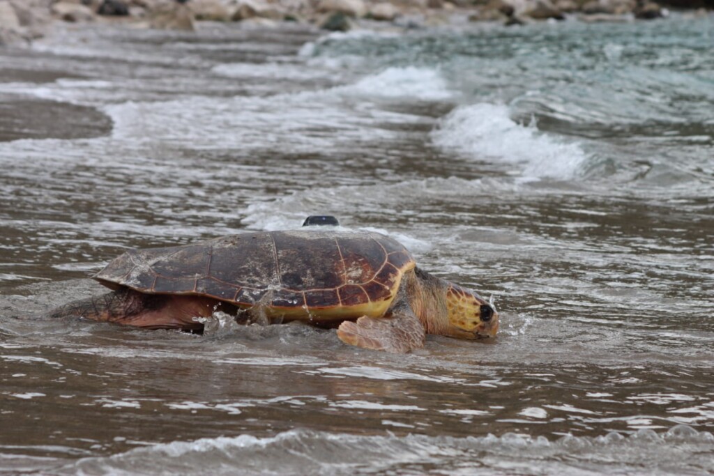 tartarughe caretta caretta salvate