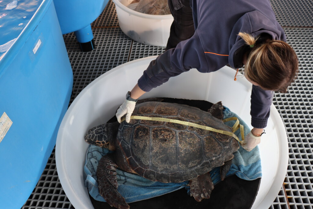 tartarughe caretta caretta salvate