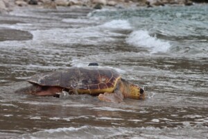 tartarughe caretta caretta salvate