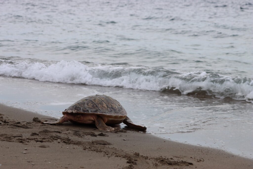 tartarughe caretta caretta salvate