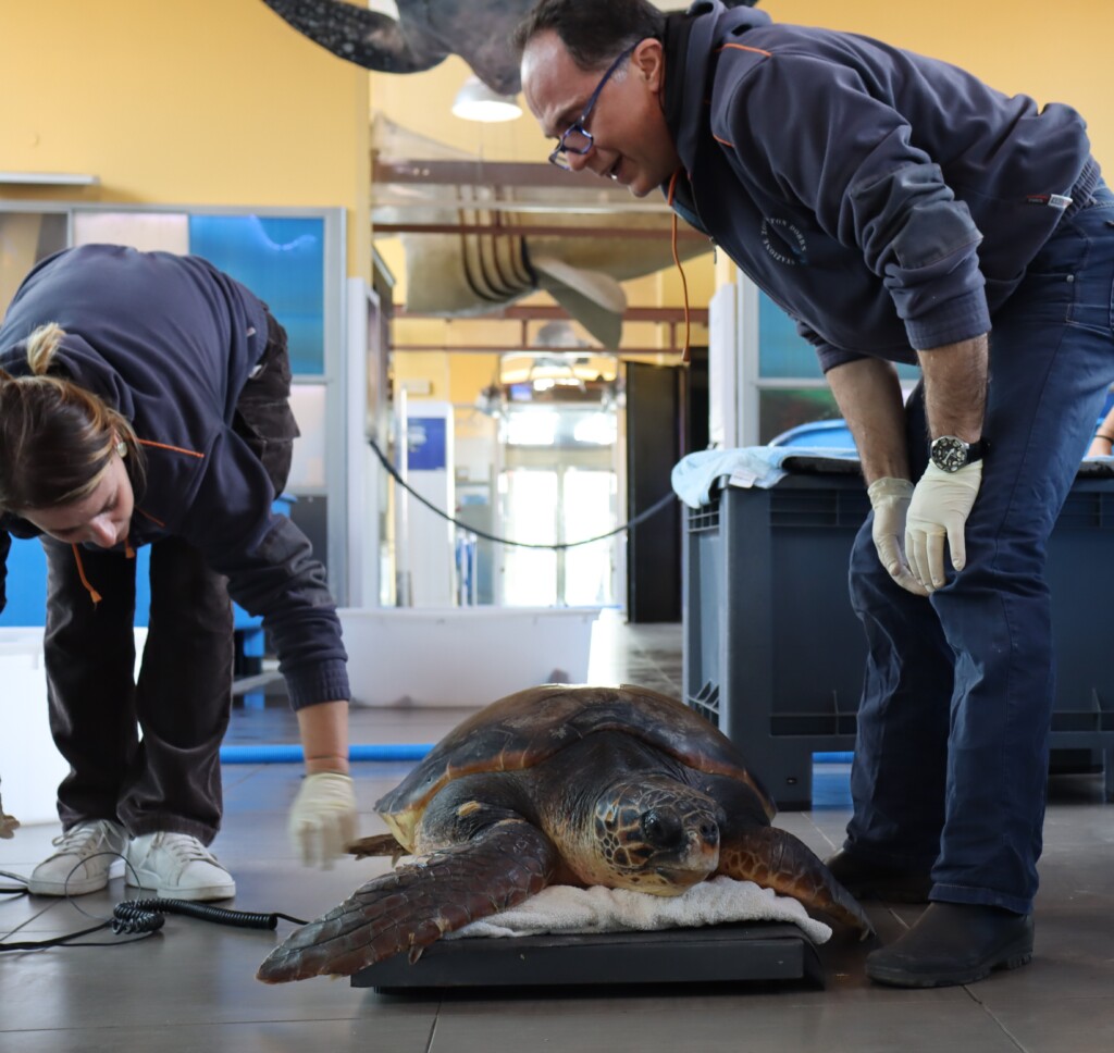 tartarughe caretta caretta salvate