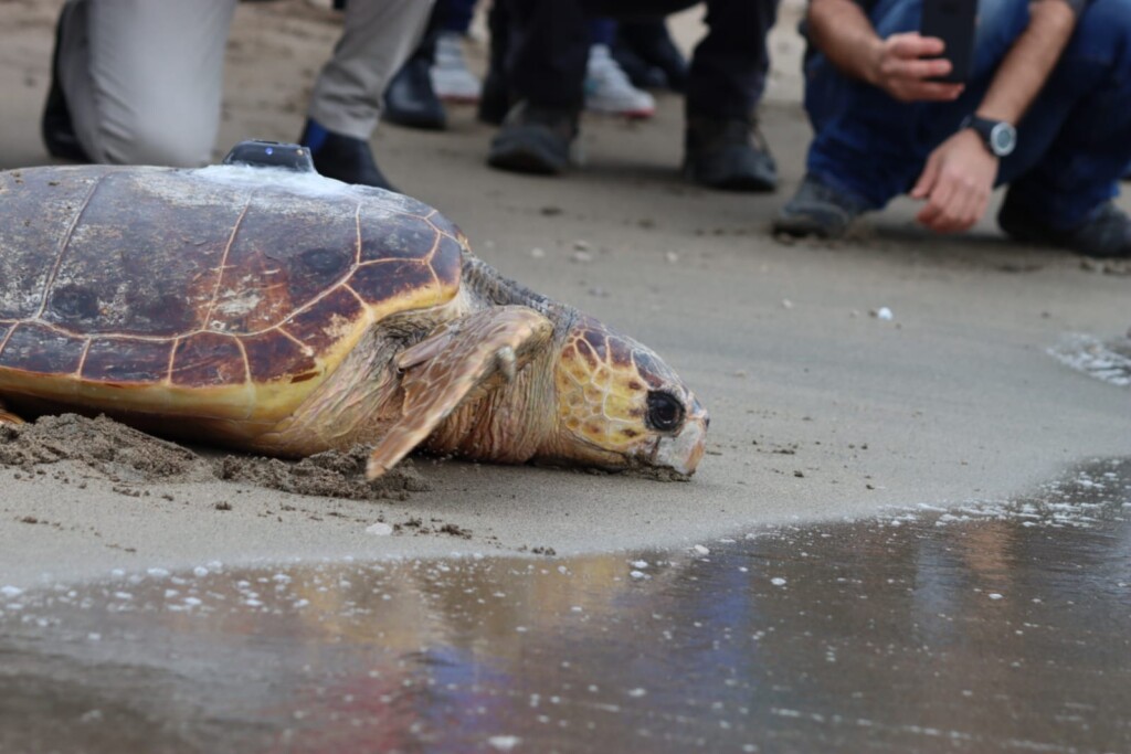 tartarughe caretta caretta salvate