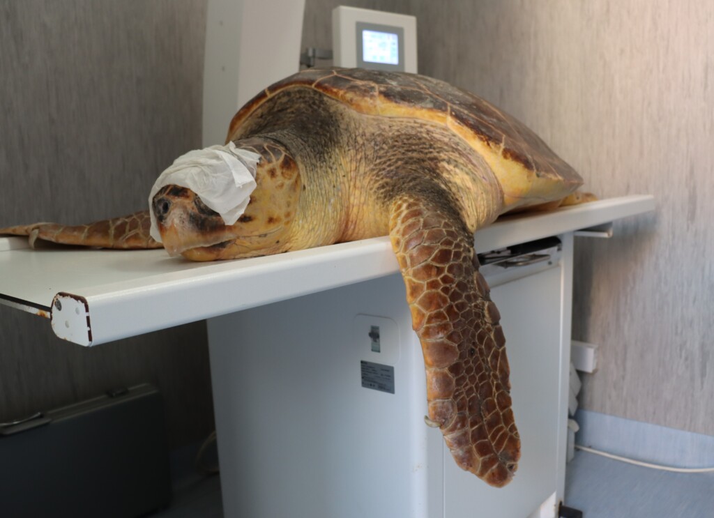 tartarughe caretta caretta salvate