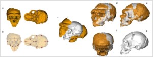 uomo altamura neanderthal (2)