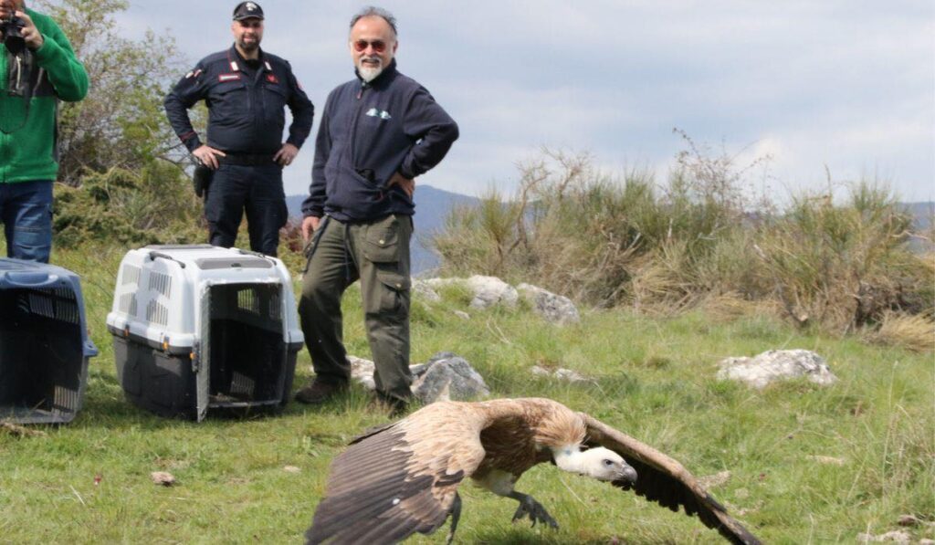 avvoltoi parco pollino