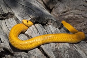 Cobra del capo a bordo di un aereo sudafricano