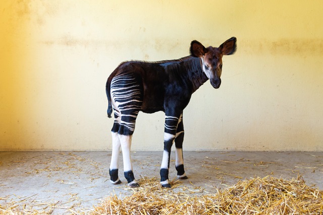 Italo, il primo cucciolo di okapi nato in Italia