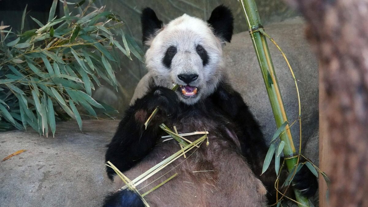 panda Ye Ye