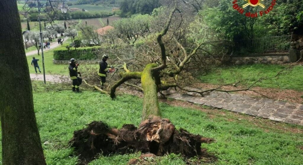 albero caduto arquà petrarca