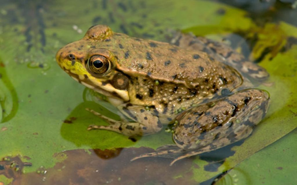 Amphibians come out of the water when they learn to swim