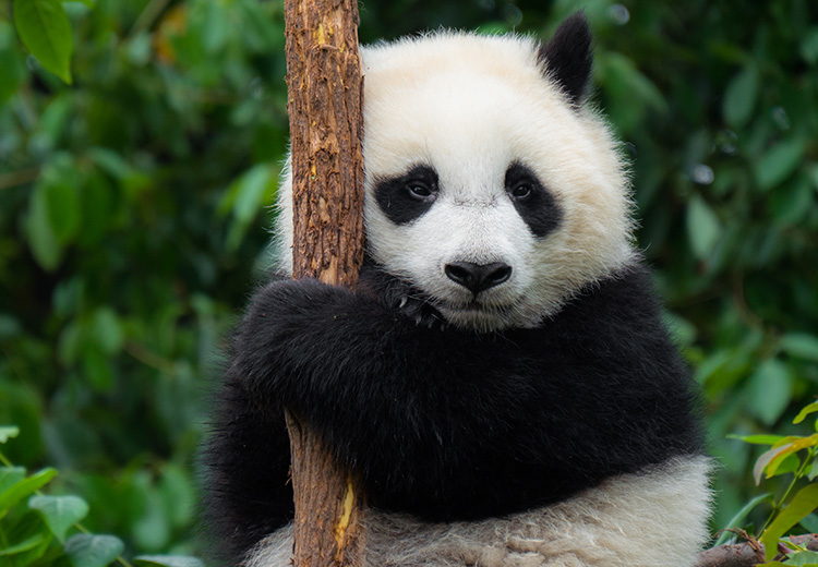 animali a rischio di estinzione, il panda
