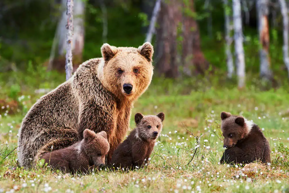 caccia agli orsi in Trentino