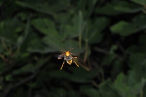calabroni dalle zampe gialle vespa velutina