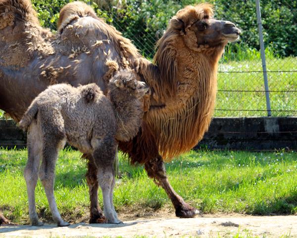 Parco zoo Falconara: nata femmina di cammello