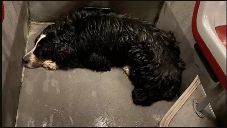 cane roma