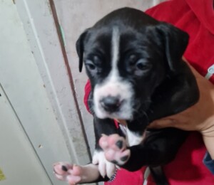 cuccioli cani