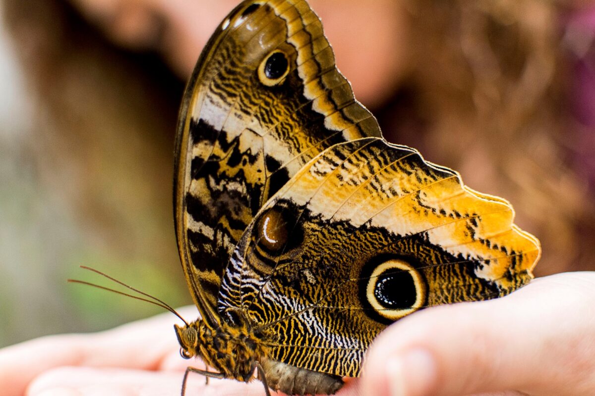 farfalle, la scienza ha realizzato una vernice ispirata alle farfalle