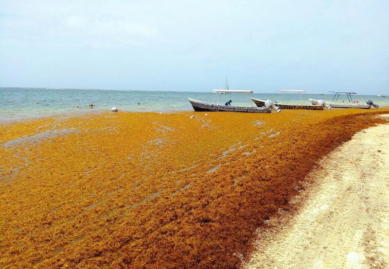 incredibile fioritura delle alghe negli oceani