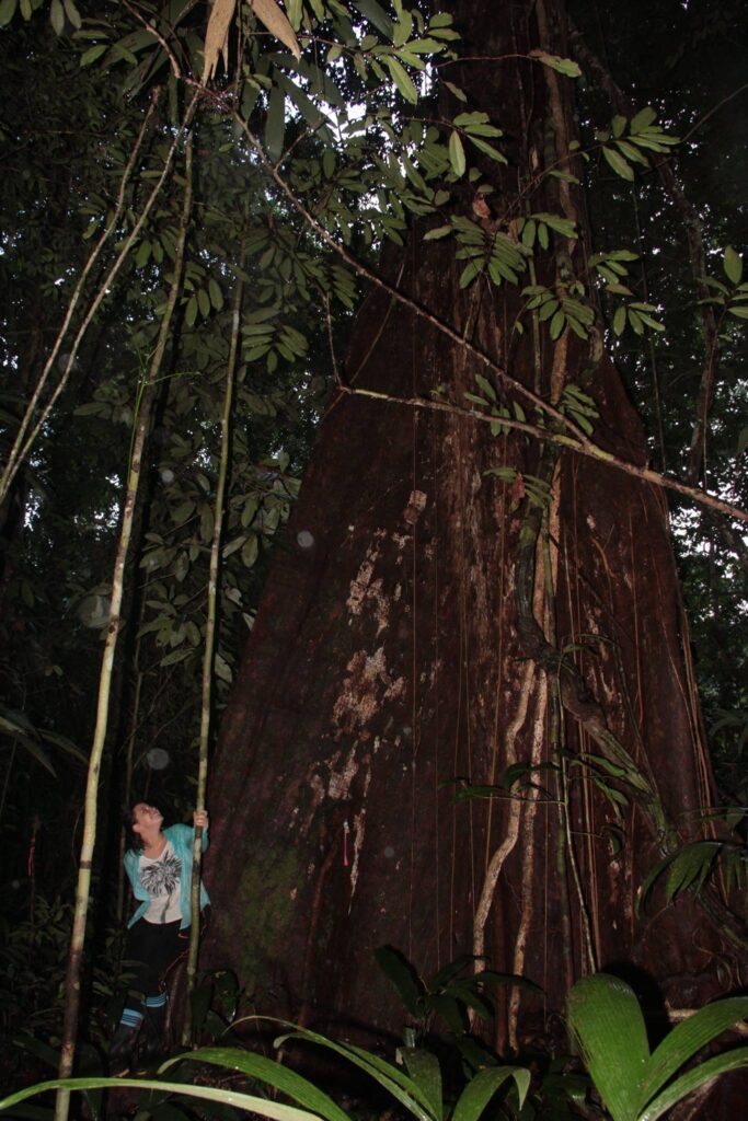 foresta amazzonia