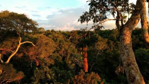 foresta amazzonia