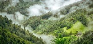 foreste statunitensi e assorbimento di carbonio