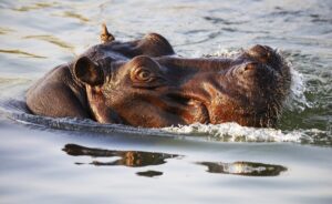 rinoceronti - zoo Nuova Zelanda
