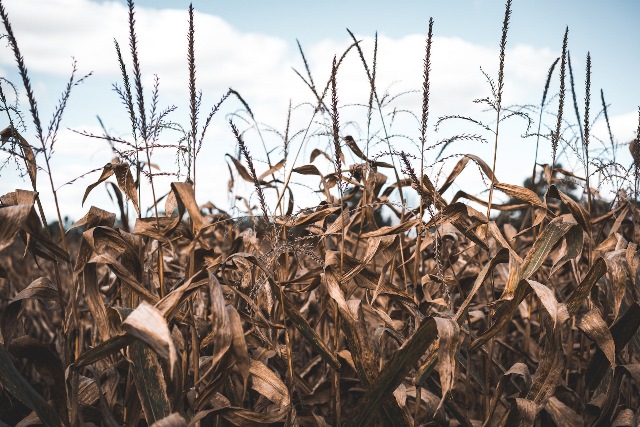 il ruolo del cibo - campo di grano