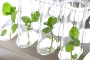 nuove tecniche genetiche rendono resilienti le piante al cambiamento climatico