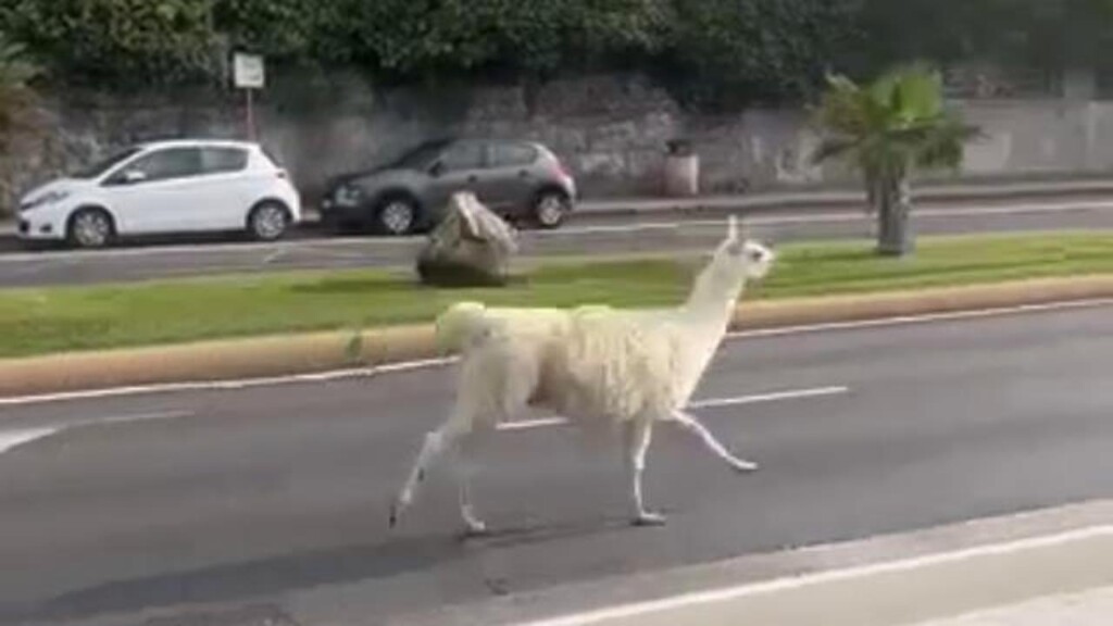 lama genova