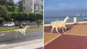 lama genova