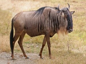 gnu selvatico e cambiamento climatico