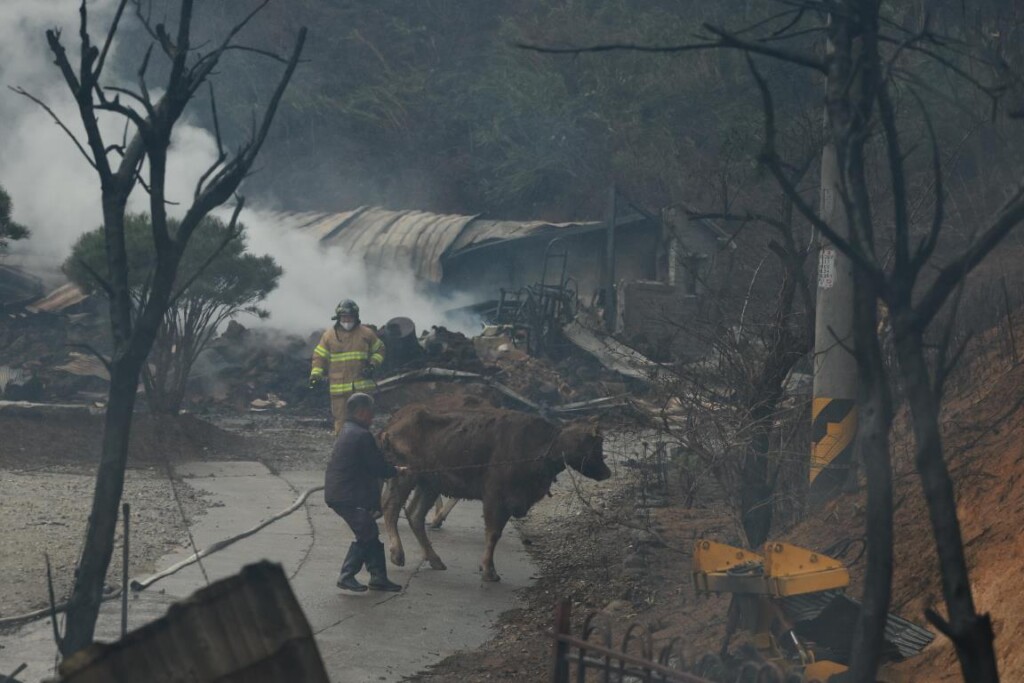 incendio Corea del Sud Gangneung
