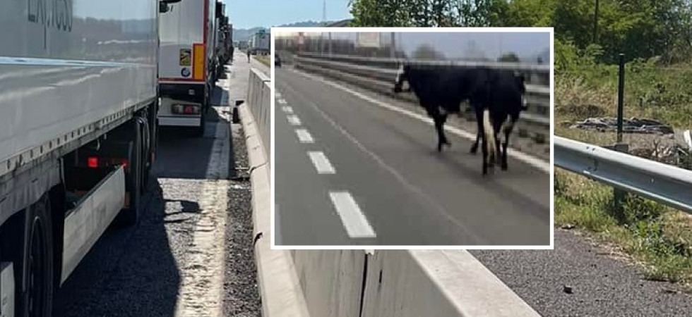 mucca autostrada