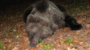 orsa JJ4: nuovo ricorso da parte delle associazioni naturaliste per evitare l'abbattimento dell'animale