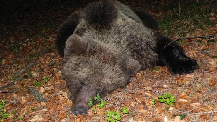 orsa JJ4: nuovo ricorso da parte delle associazioni naturaliste per evitare l'abbattimento dell'animale