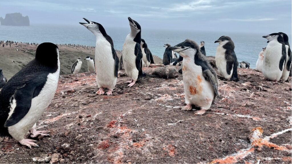 pinguini
