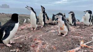 pinguini