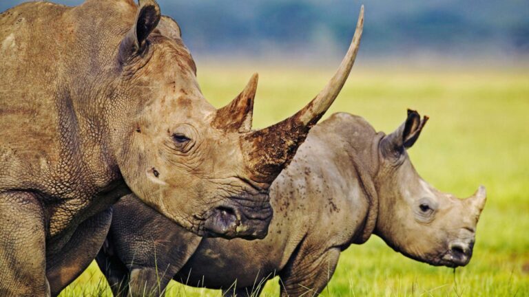 rinoceronti all'asta