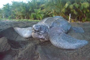 tartarughe marine
