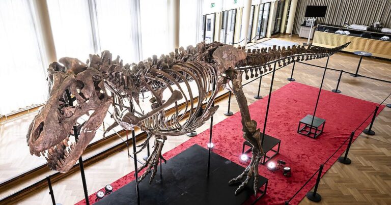 scheletro di tirannosauro rex all'asta in Svizzera