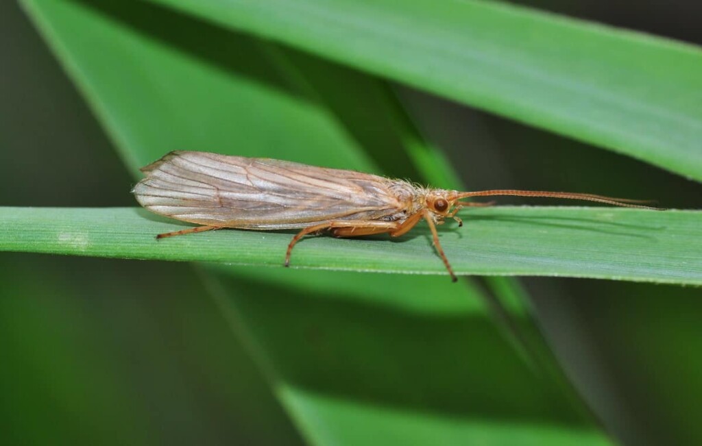 tricotteri